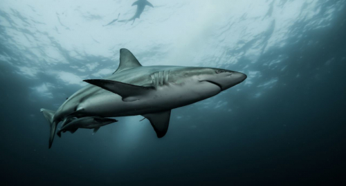 Impatto del commercio di pinne di squalo sull'ambiente: una minaccia per gli ecosistemi marini